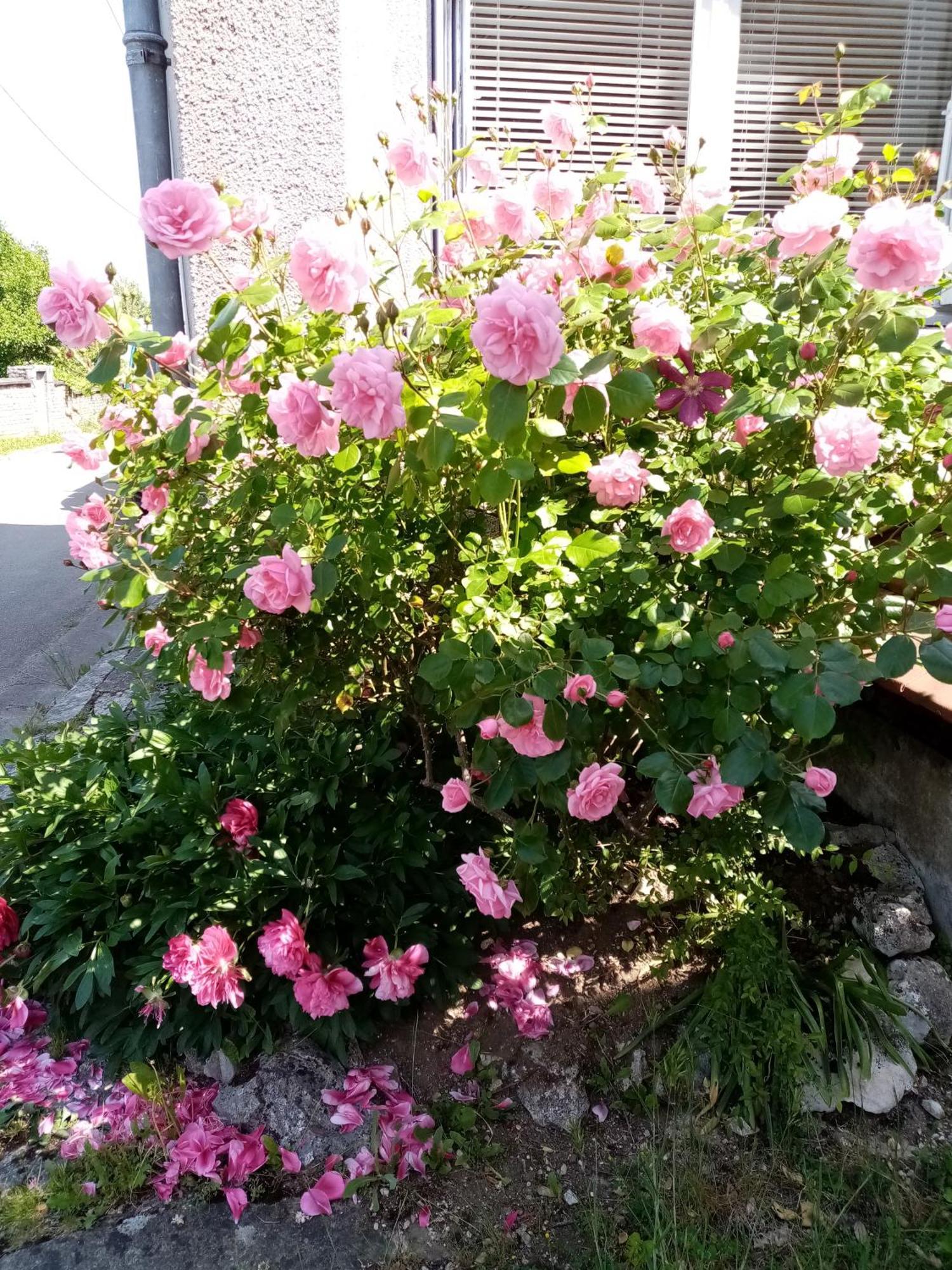 Gite Les 27 Roses Et Plus Châtel-Censoir エクステリア 写真